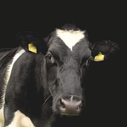 A black and white cow with small tags on its ears.