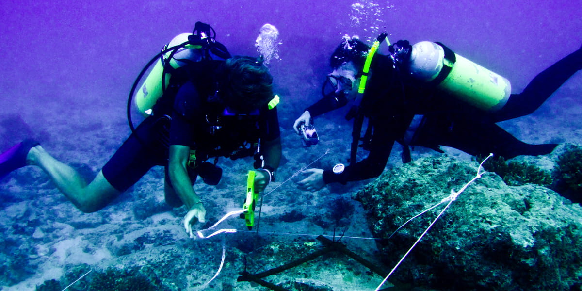 loose on-line certificate guides psychology