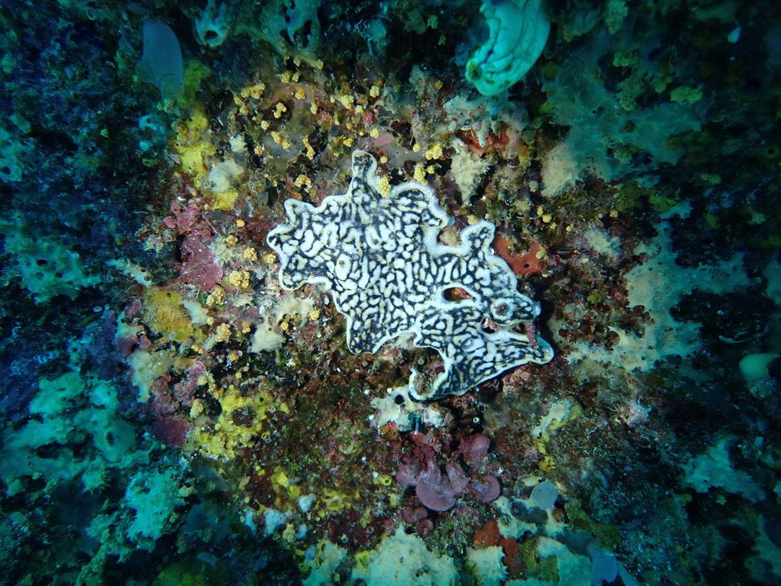 coral reef under spotlight