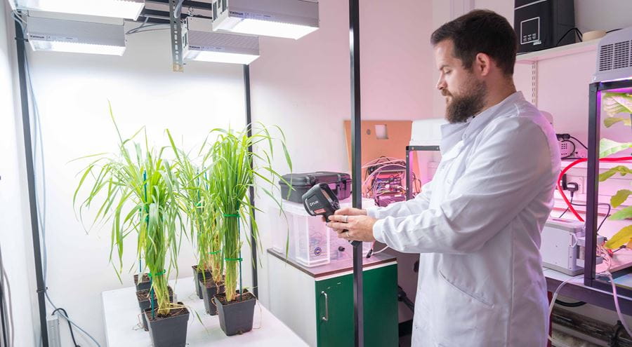 A research student working with plants in a specialist lab