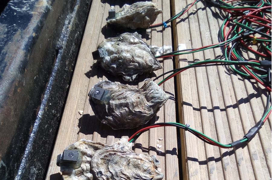 Sensors being used on oysters