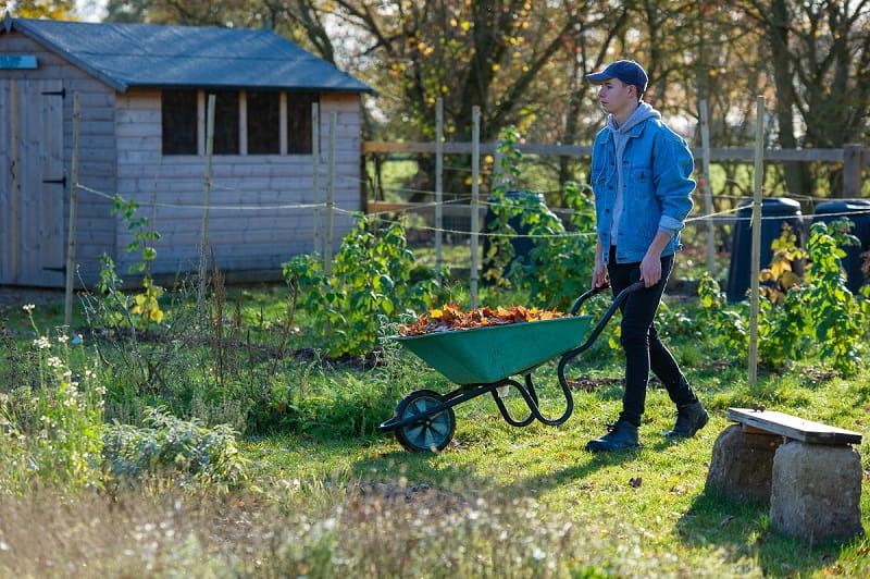 Student wheeling wheelbarrow on Colchester Campus allotment