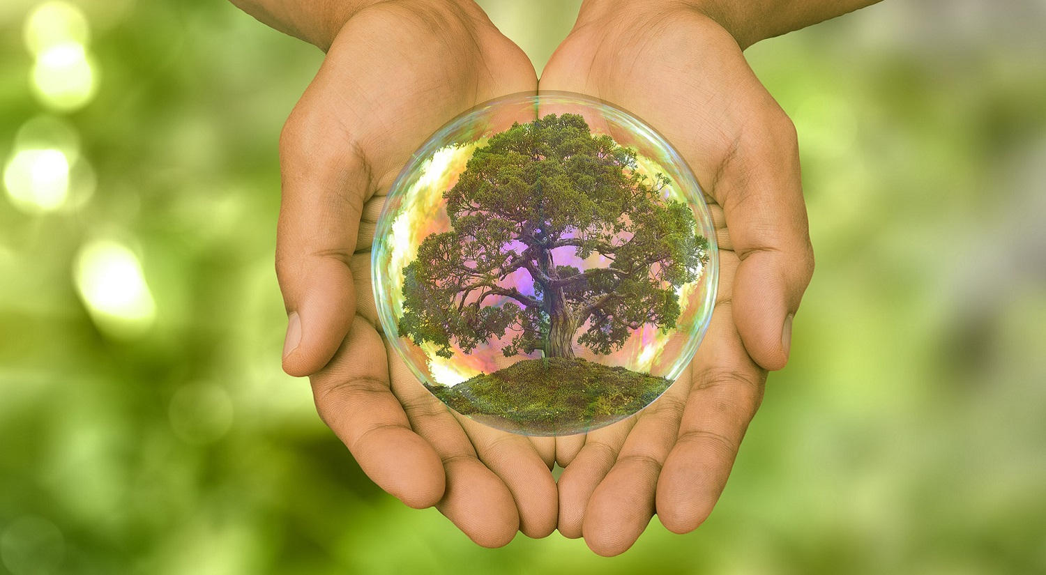 A person holding a sphere with a tree in their hands to represent growth.