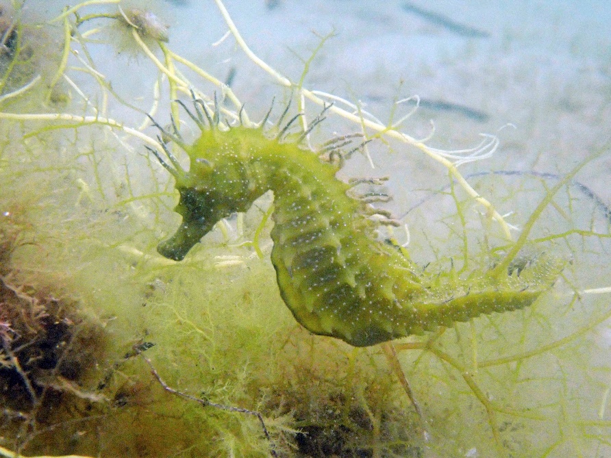 Green seahorse