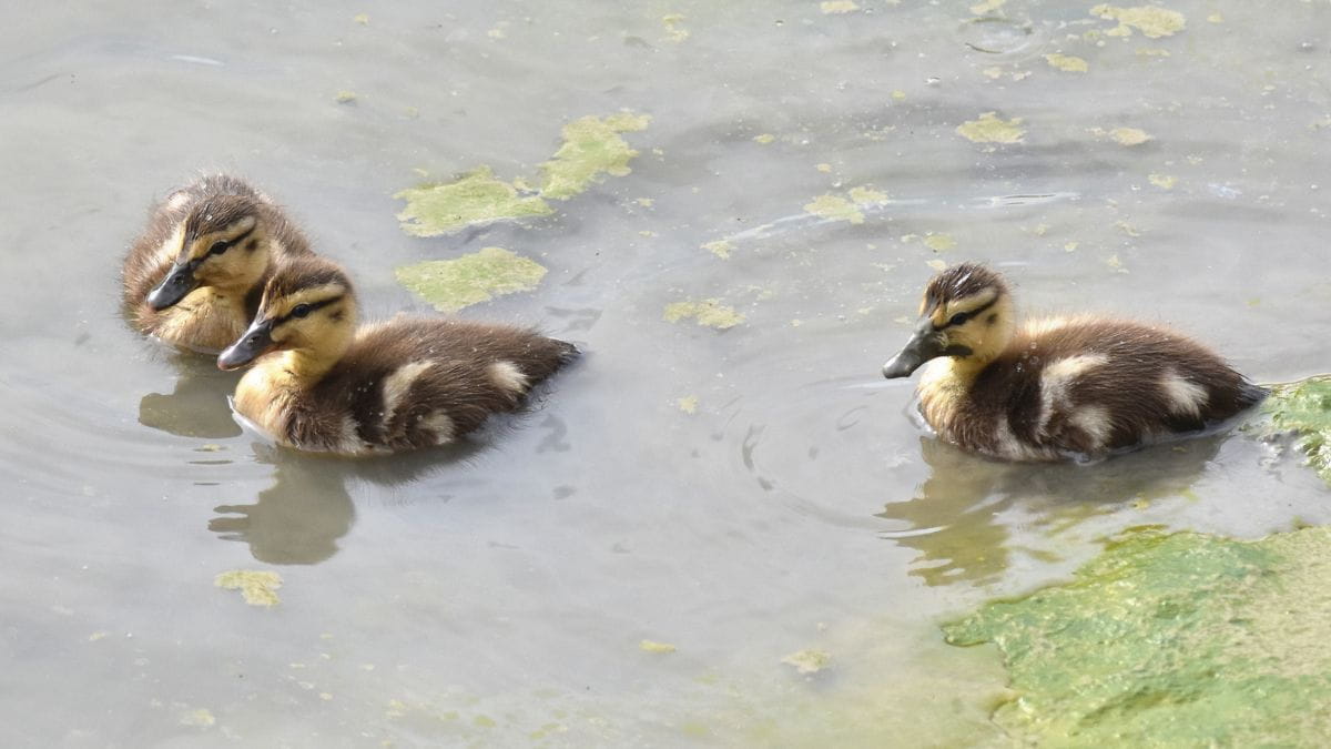 Mallard ducklings)