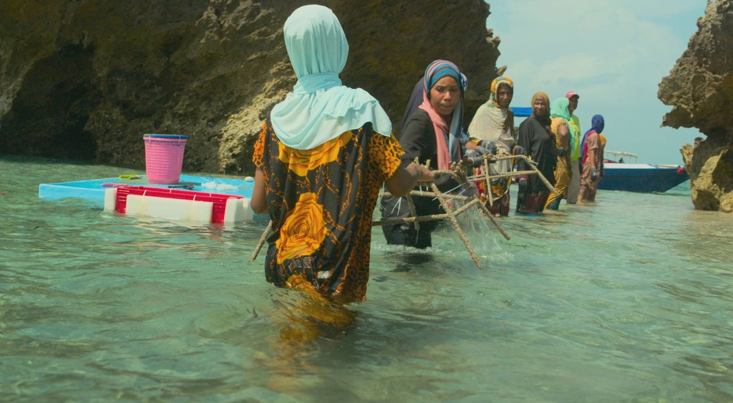 A reef star being transported by villagers