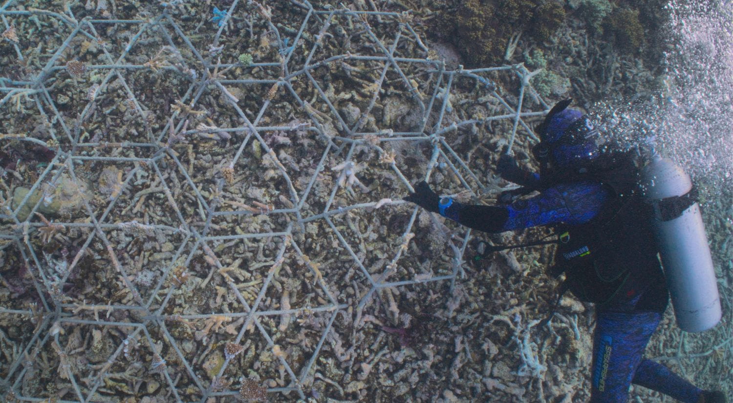 A diver placing a reef star