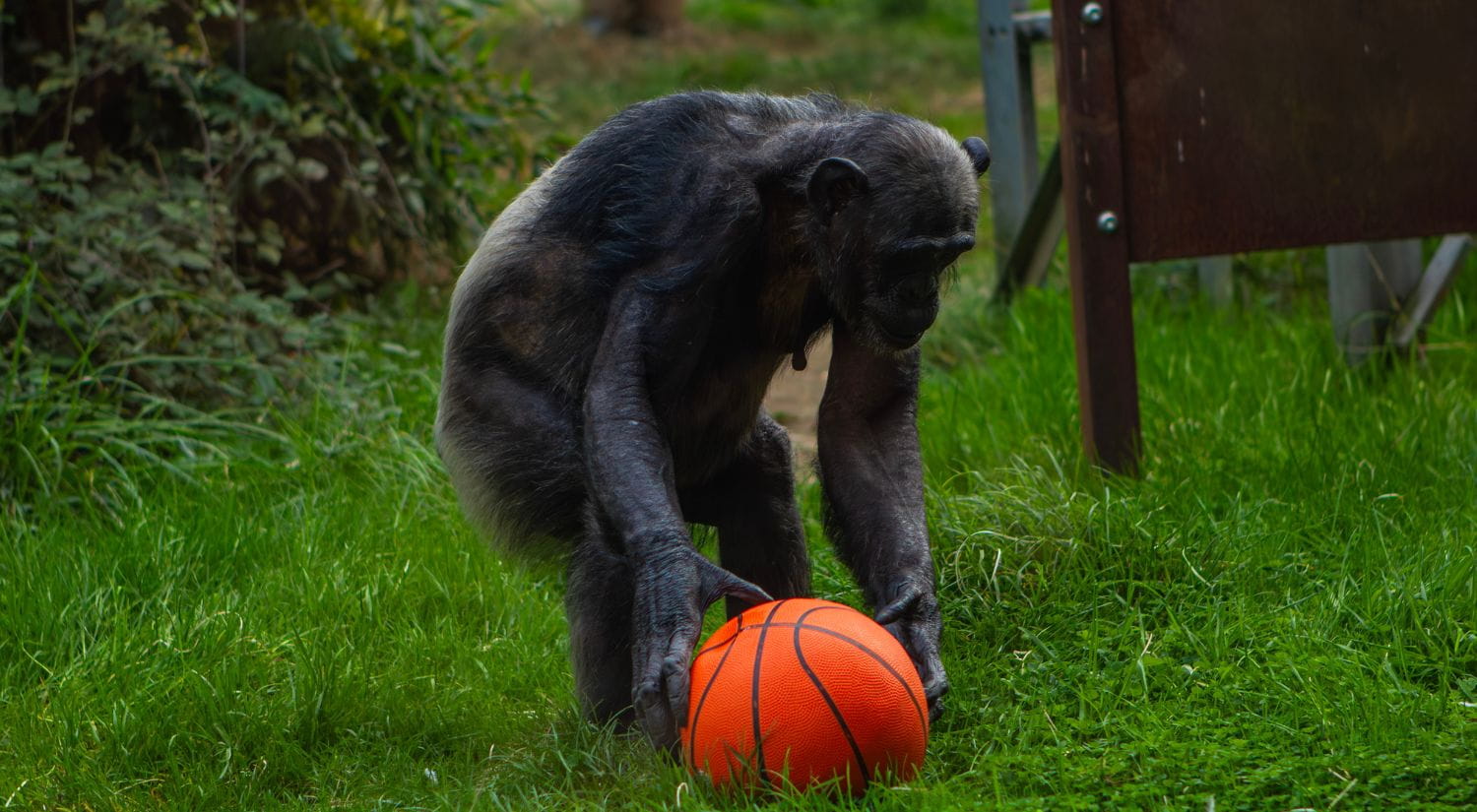 A chimpanzee embracing basketball