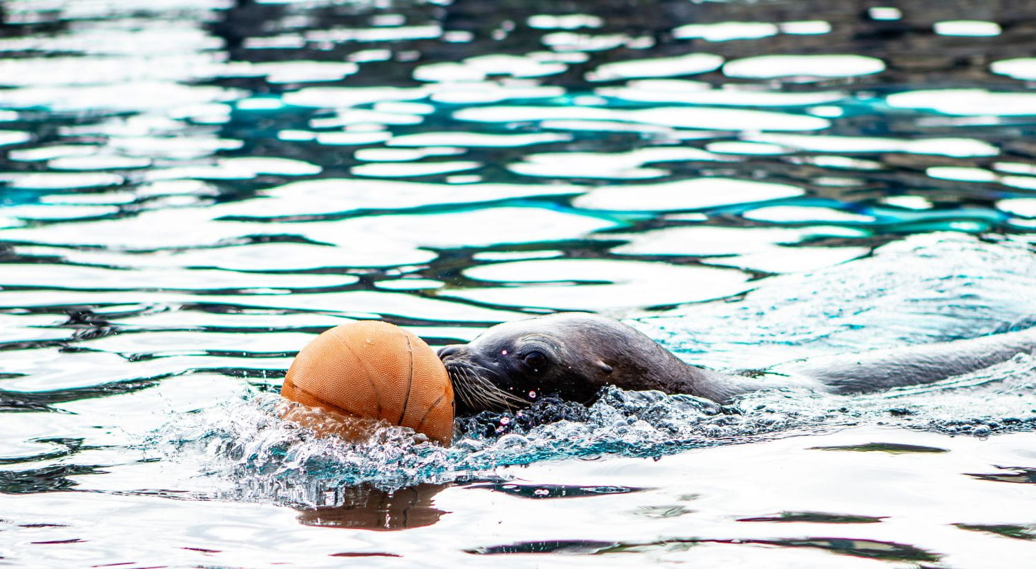 Sydney showing her basketball skills