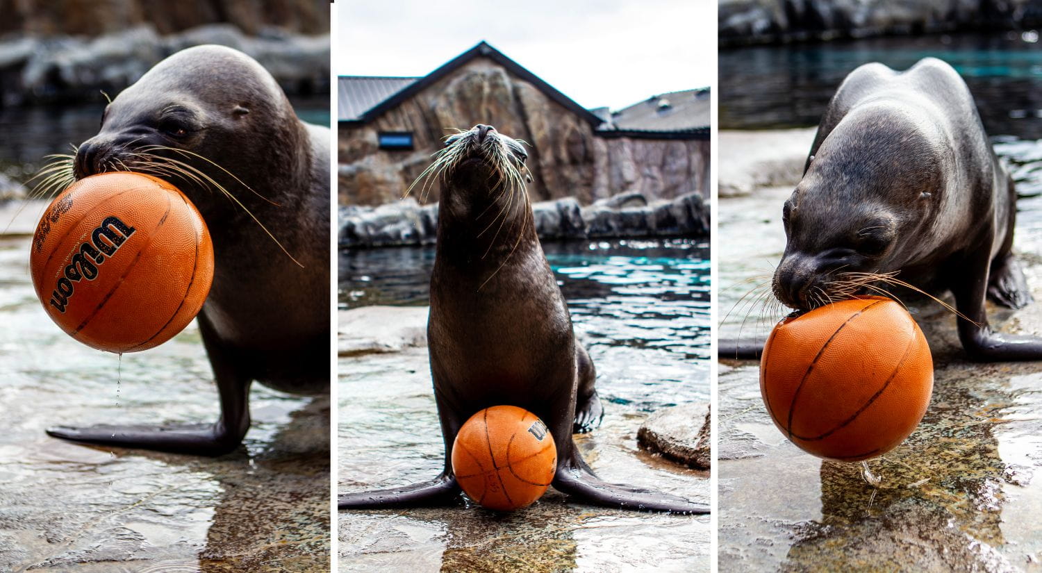 Sydney the sea lion quickly became a basketball fan