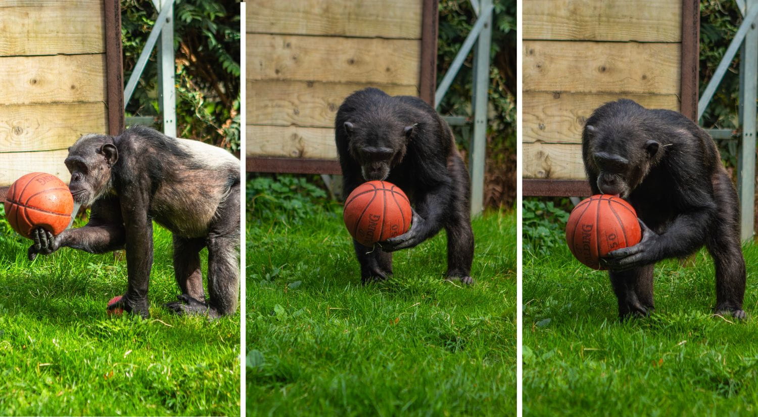 The great apes were intrigued by the donation