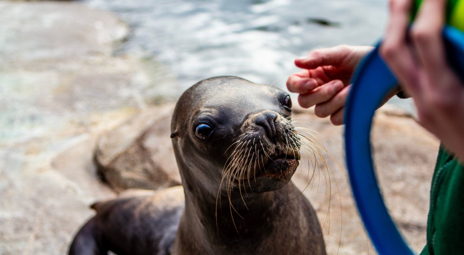 The newest Rebels fan - Sydney the sea lion