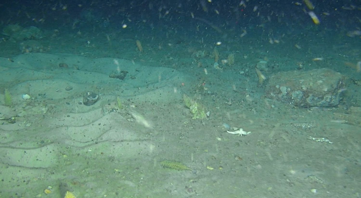 A large nesting site