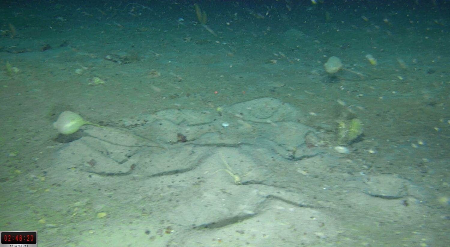 A nest on the Weddell seabed