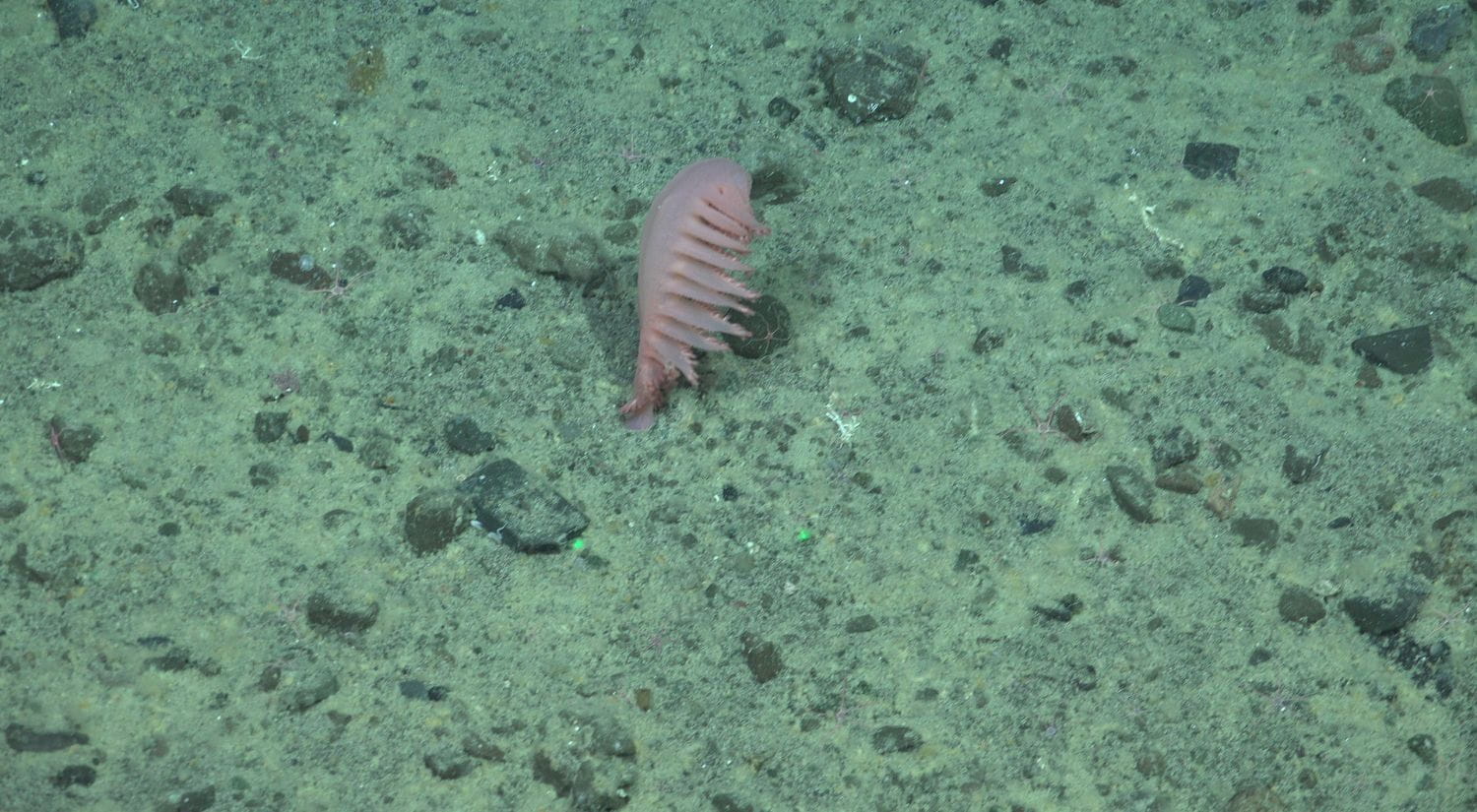 New In-situ sea pen found by the ROV SuBastian at 805 metres at the Mystery Ridge dive site