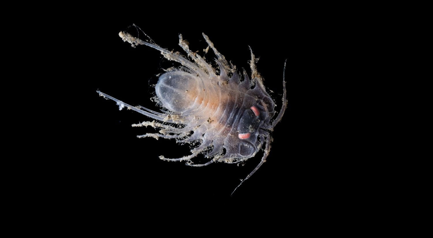 New isopod found by the ROV SuBastian at 3533 metres at the Ridge North dive site