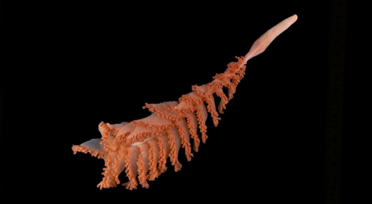 New Sea pen found by the ROV SuBastian at 805 metres at the Mystery Ridge dive site