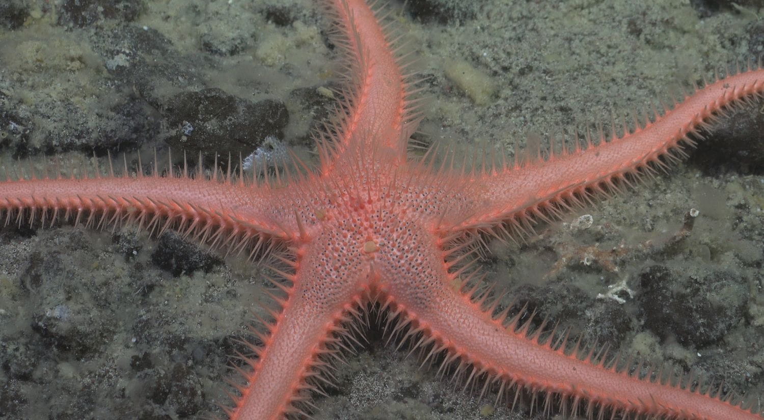 New Seastar found by the ROV SuBastian at 1107 metres at the Mystery Ridge dive site