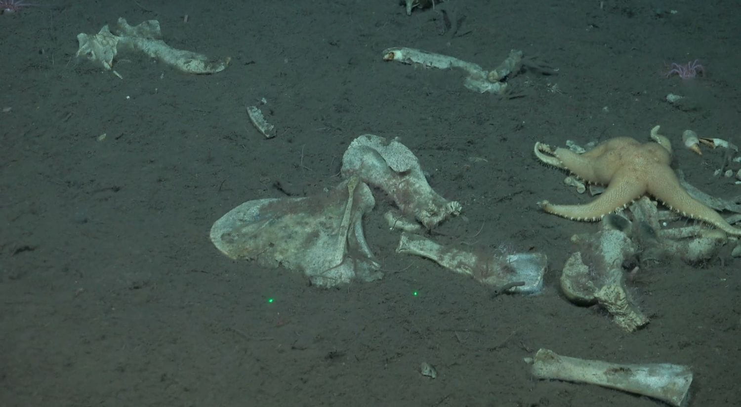 Zombie worms found around seal bones by the ROV SuBastian at the Montagu Island dive site