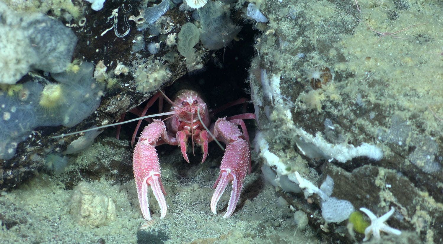A pink lobster lurks in his sponge garden