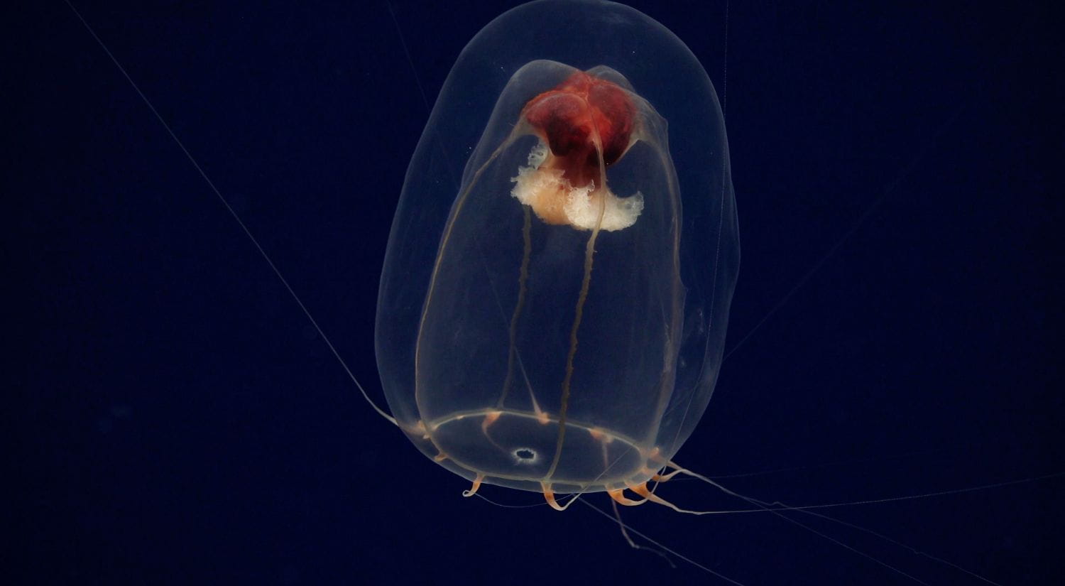 An unknown jelly fish