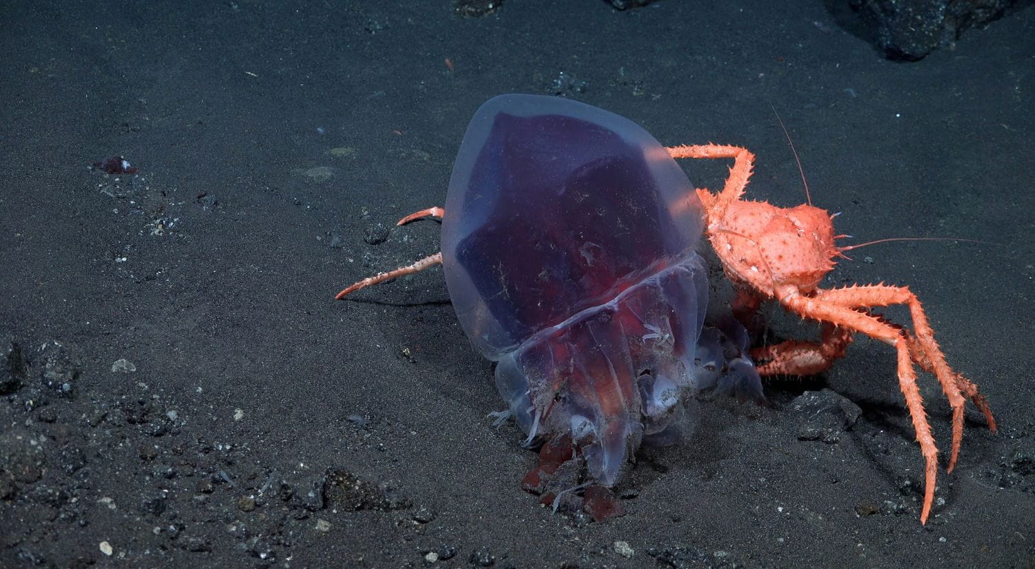 A crab eating another jelly fish