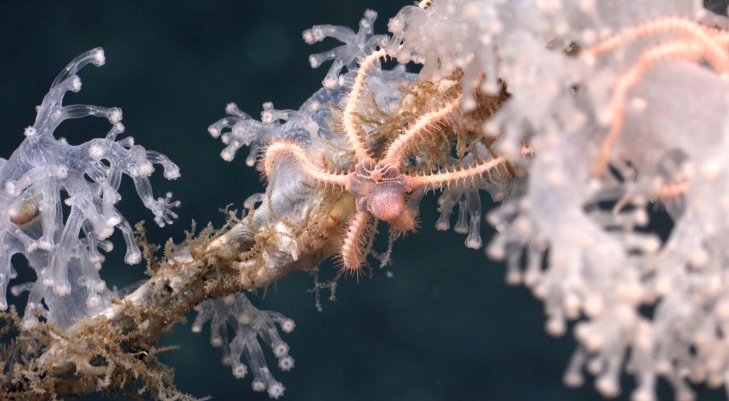 An undersea creature
