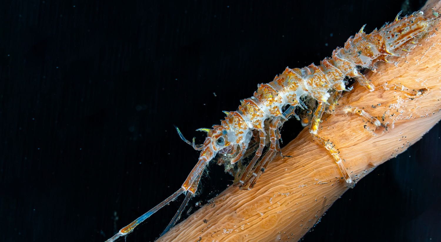 A crustacean from the Antarcturidae family found at 331.61 metres at Saunders East, where the temperature measured +0.5°C, seen here perched on a sea pen. Members of the Antarcturidae family are benthic isopods adapted to cold environments.   Image Credit: Paul Satchell / The Nippon Foundation – Nekton Ocean Census / Schmidt Ocean Institute