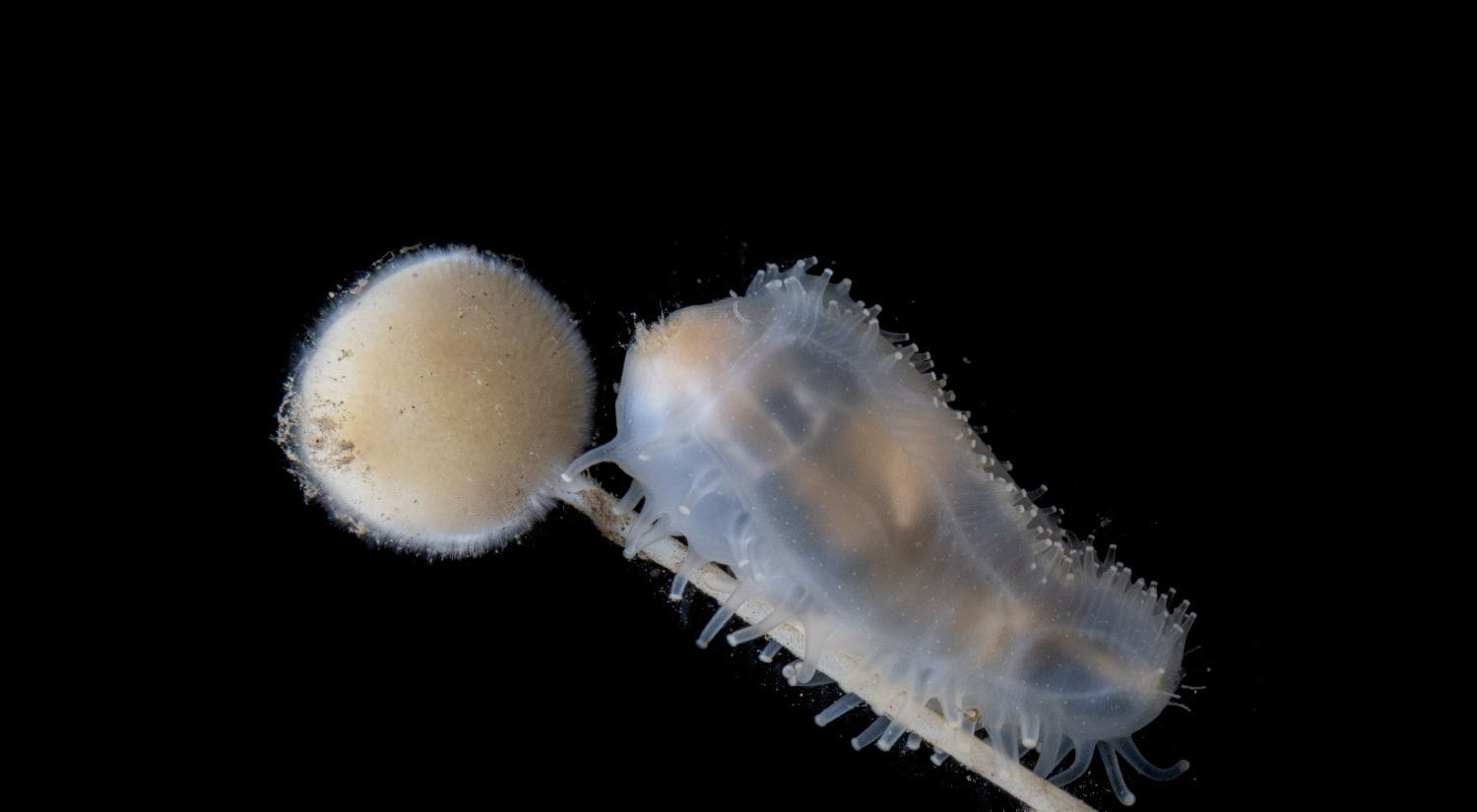 A sea cucumber recorded at 649.45 metres at Saunders East, in waters measuring +0.51°C. These sea cucumbers play a crucial role in benthic ecosystems by recycling nutrients and are well-adapted to the cold Antarctic environment through slow metabolic rates and specialized feeding strategies. Image Credit: Jialing Cai / The Nippon Foundation – Nekton Ocean Census / Schmidt Ocean Institute