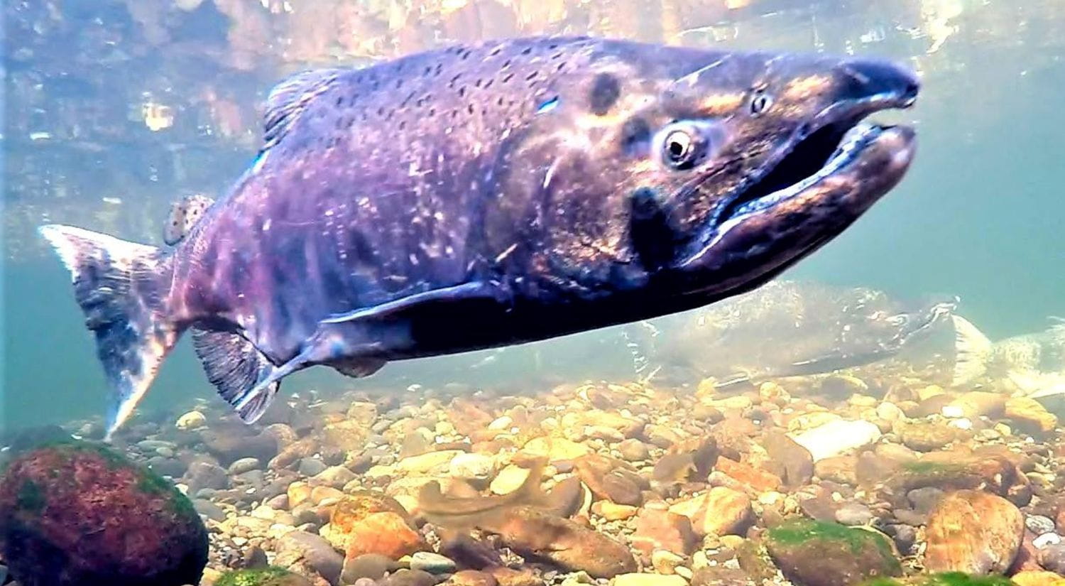 A salmon in the wild - credit Cramer Fish Sciences