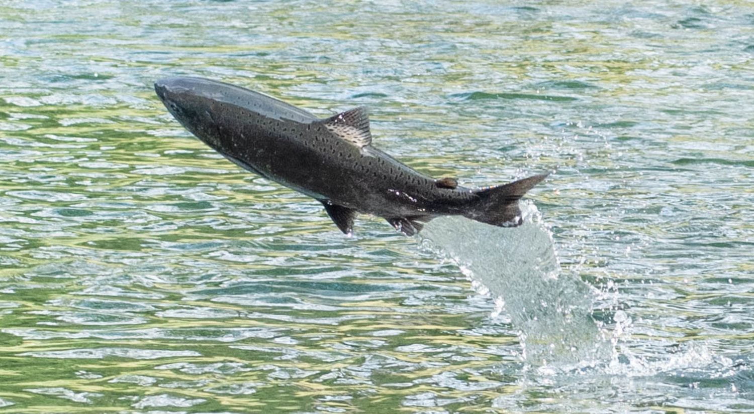 A salmon leaps in the air - credit Carson Jeffres