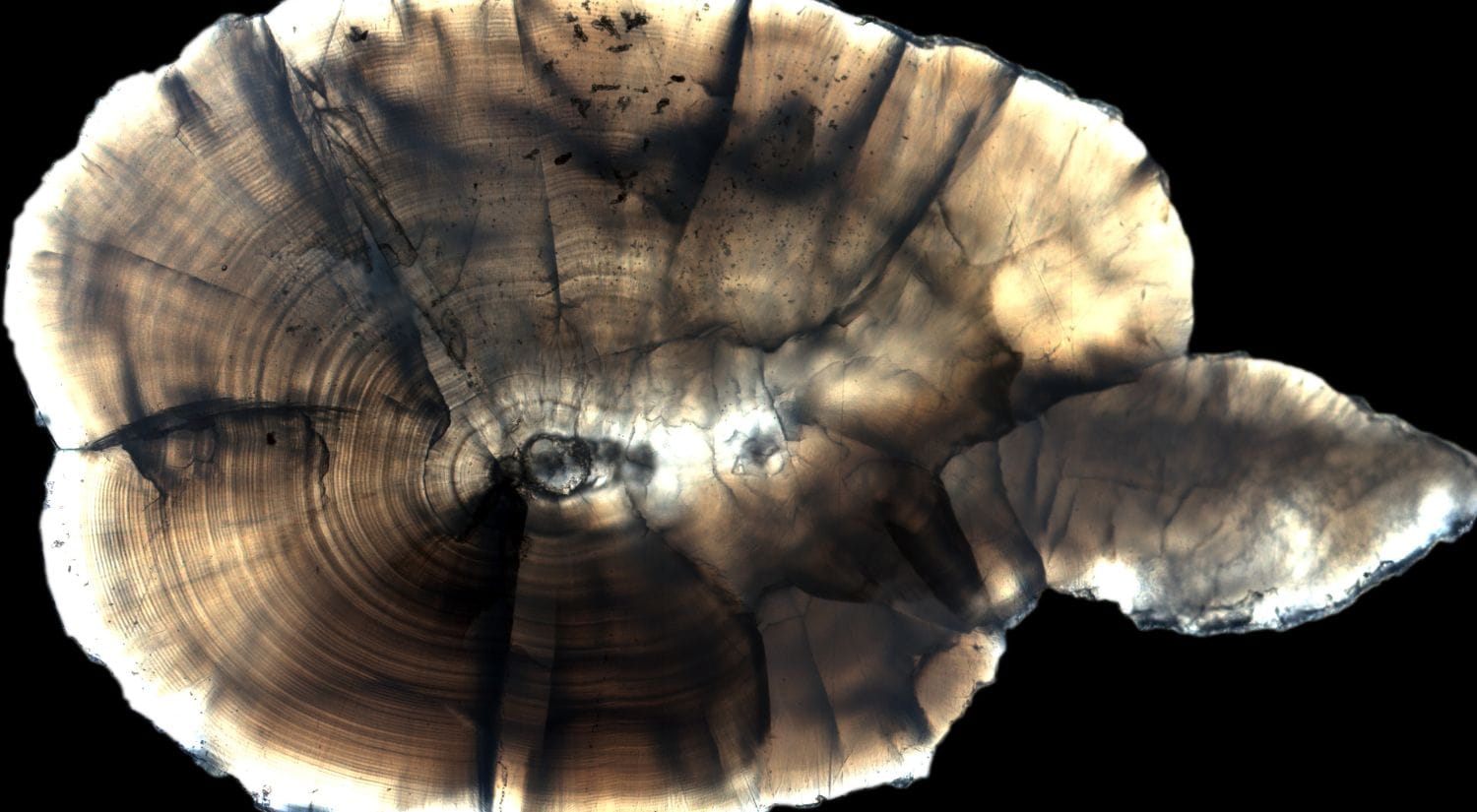 An otolith - credit George Whitman