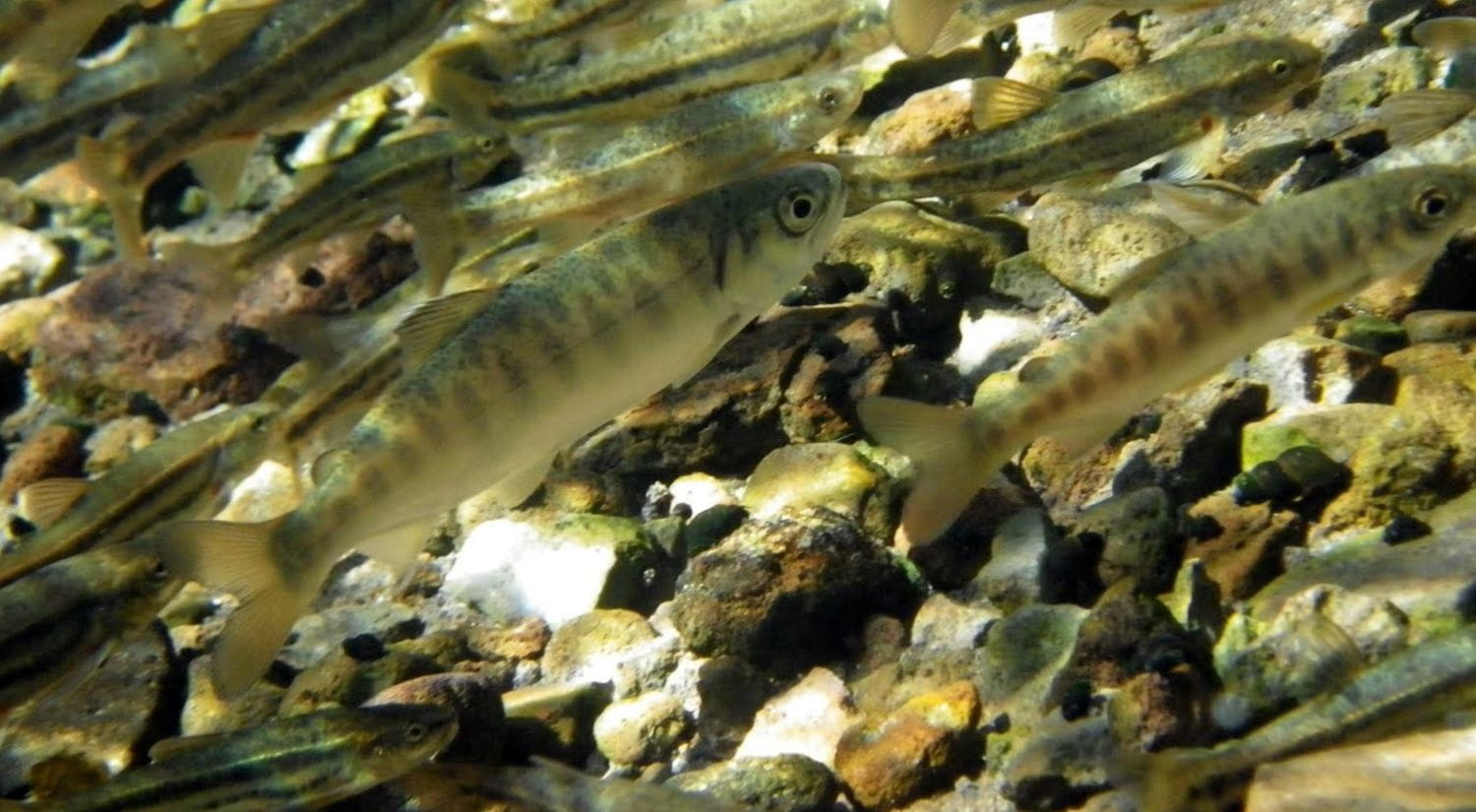Salmon fry - Credit Carson Jeffres