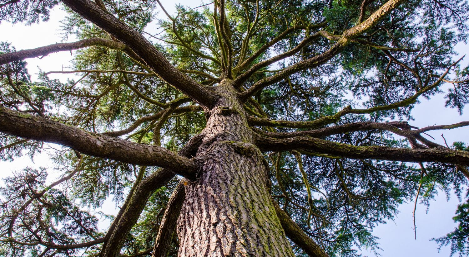 Looking into the tress at Wivenhoe Park