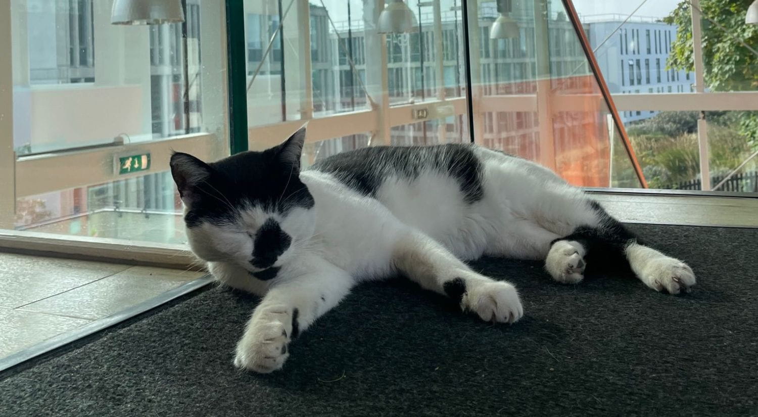 Pebbles in his favourite spot in the Tony Rich Teaching Centre