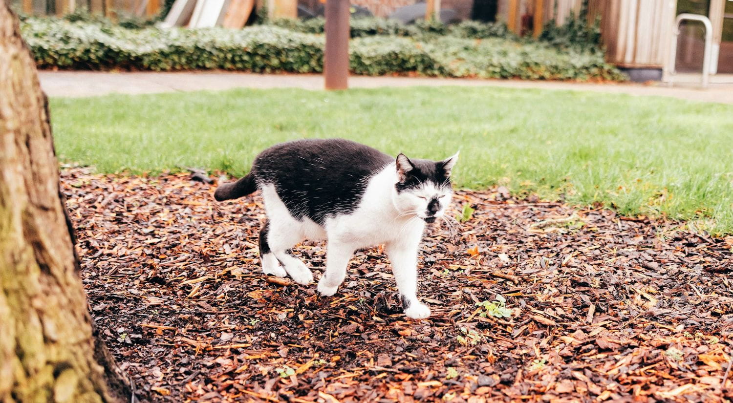 Pebbles roaming by the Essex Business School