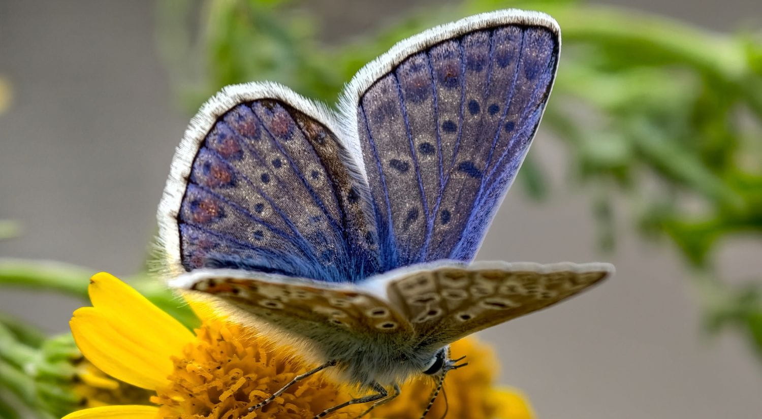A common blue butterfly