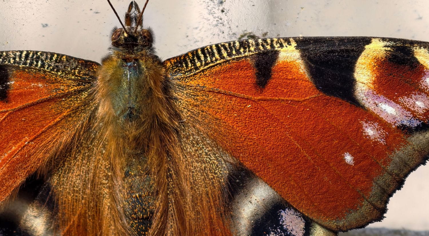 The stunning wings of a Peacock butterfly