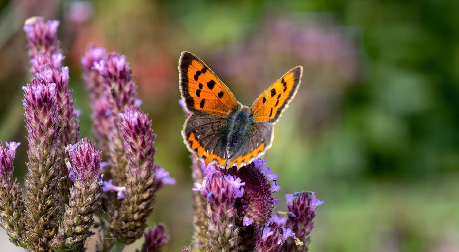 Stunning - a small copper butterfly landing