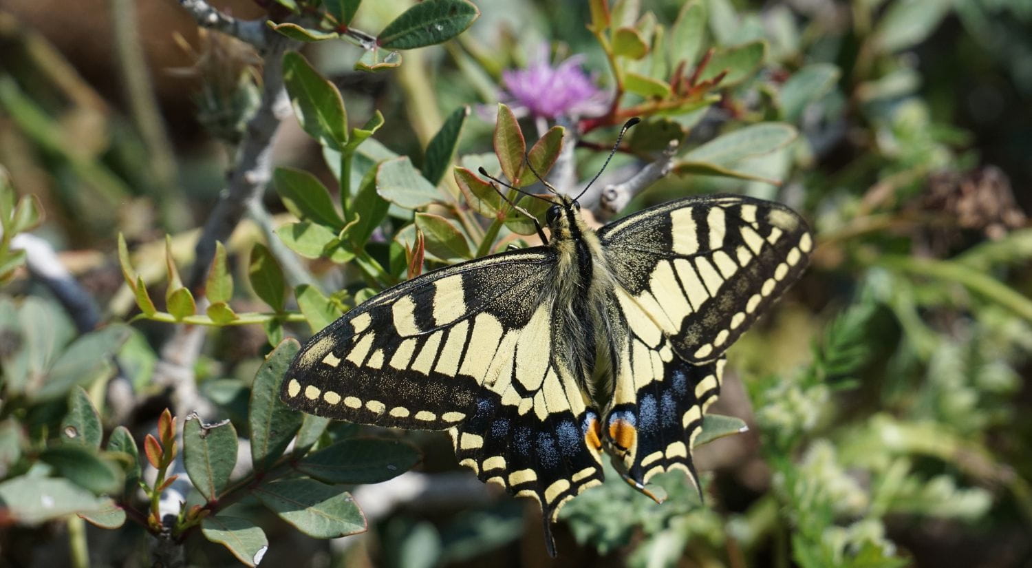 The swallow tail butterfly