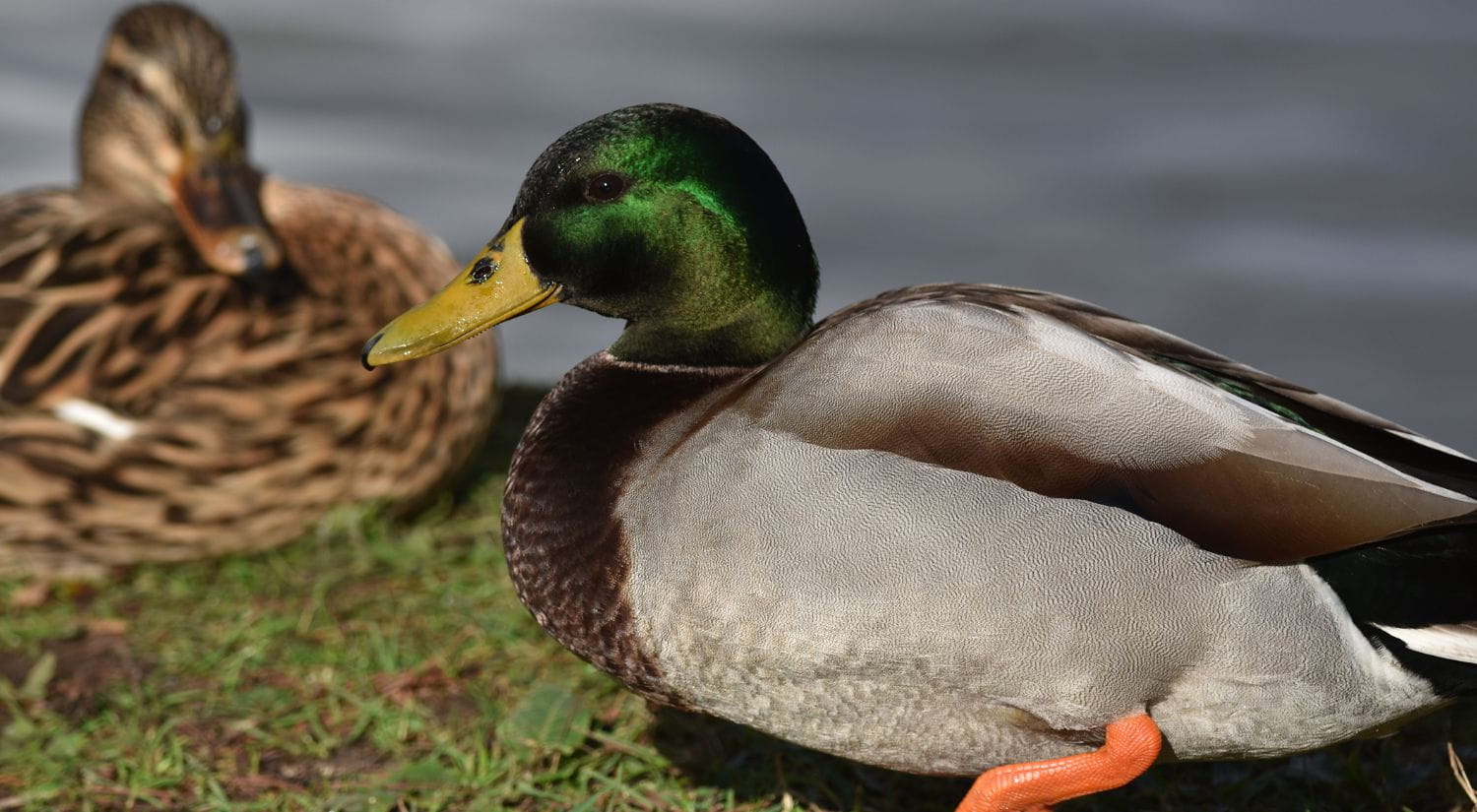 A majestic mallard