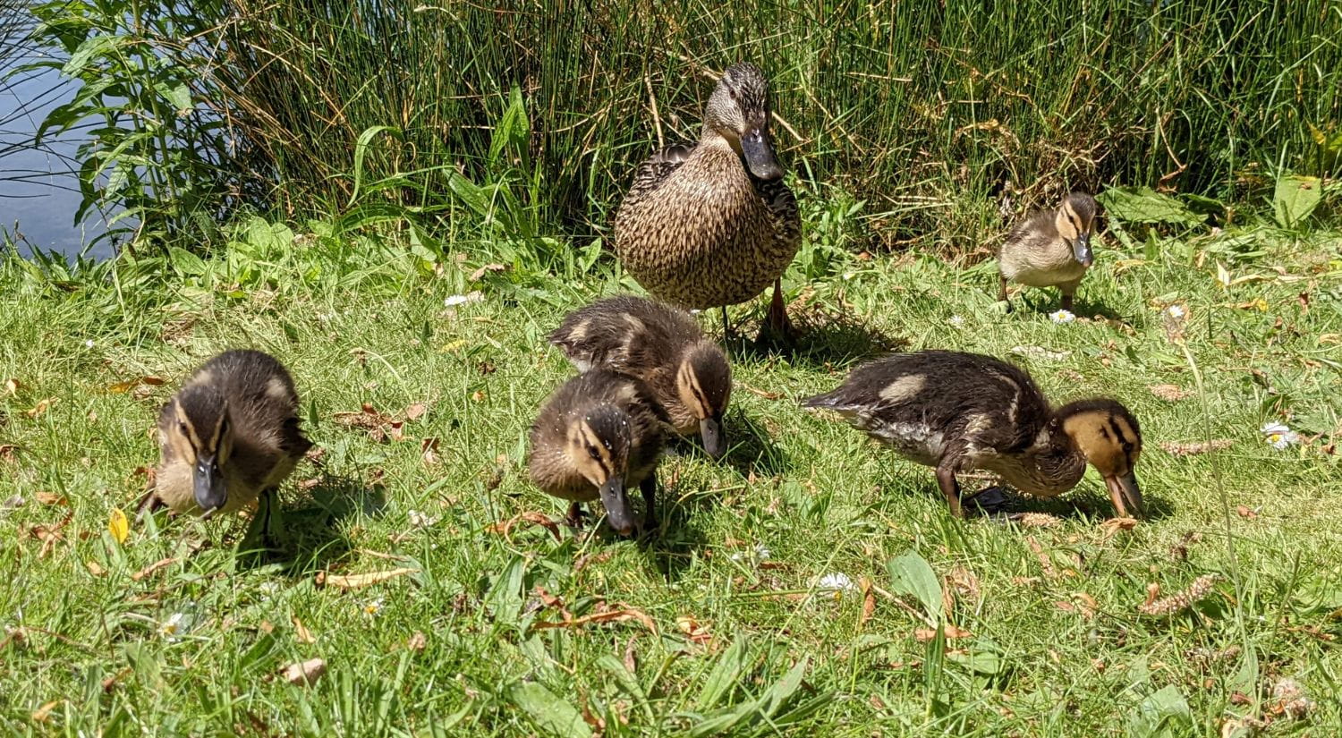 Ducklings on our Colchester Campus