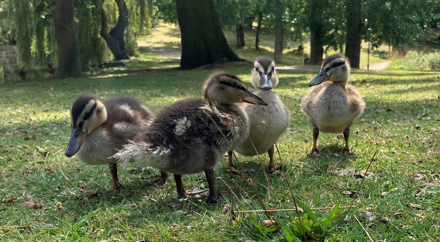 Help crack the duckling case