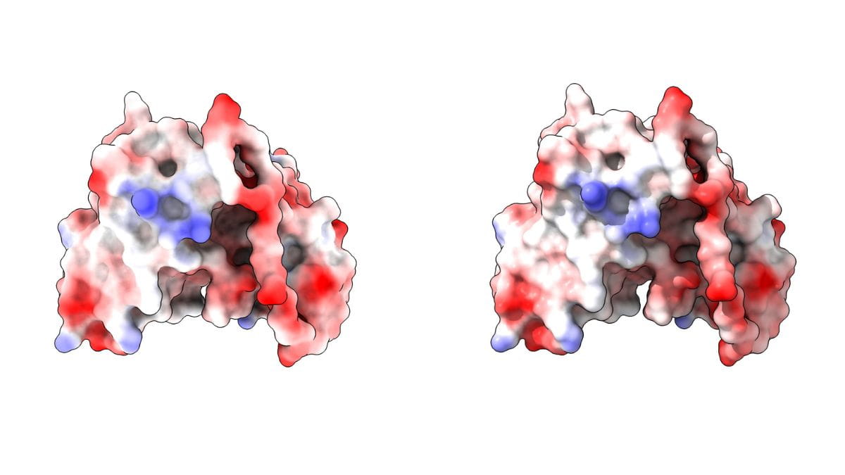 Examples of intrabodies