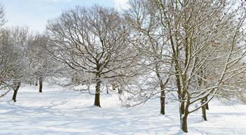 Trees covered in snow