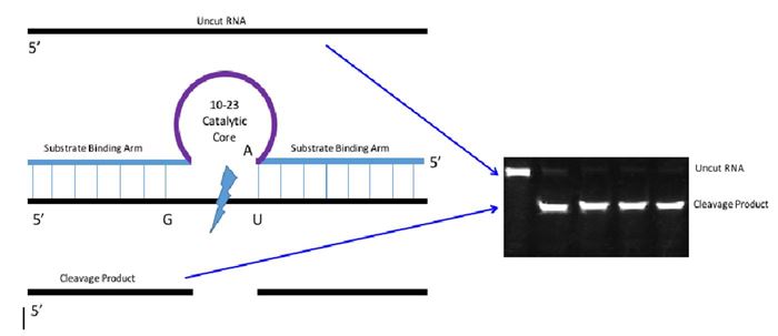 Complicated scientific diagram showing the technology to help men with advanced prostate cancer