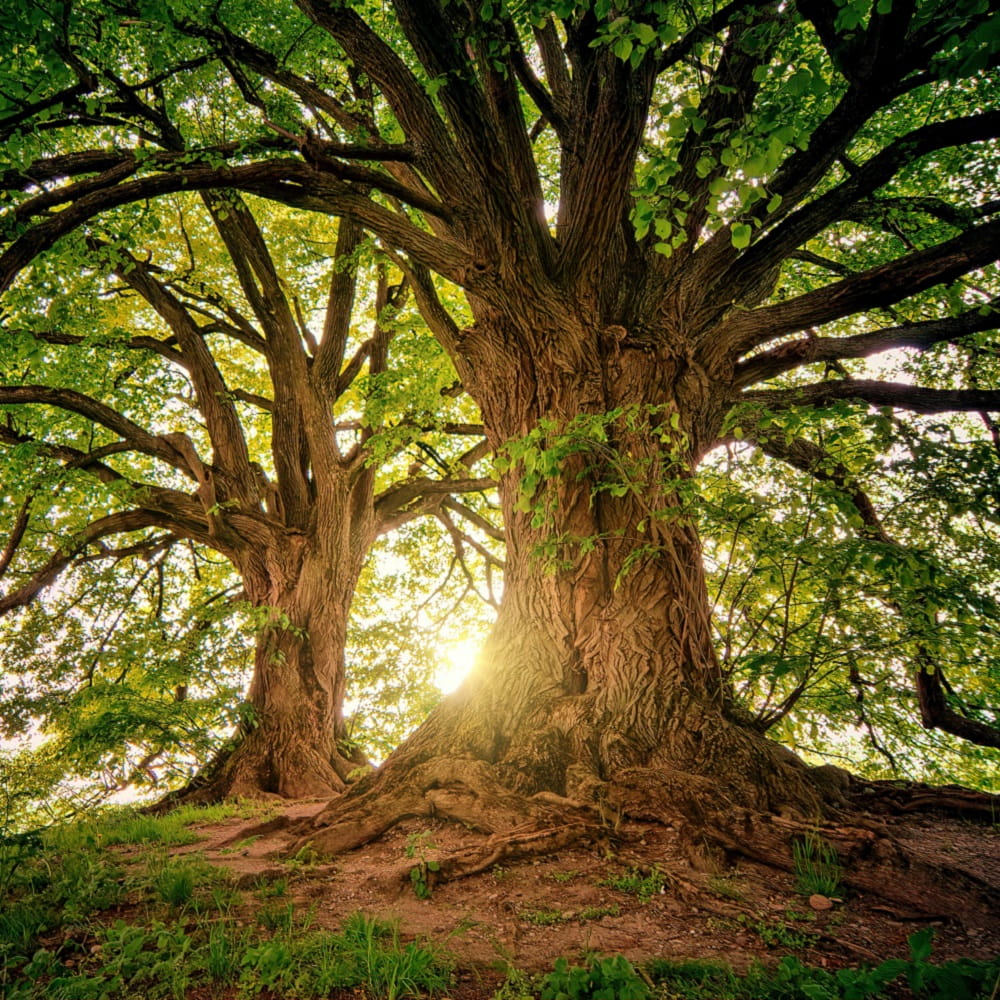 Two old trees signifying personal growth through psychoanalysis.