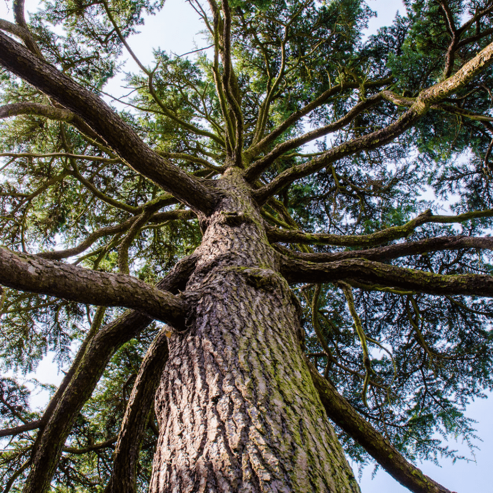 Ancient Giants: There’s more to trees than you think