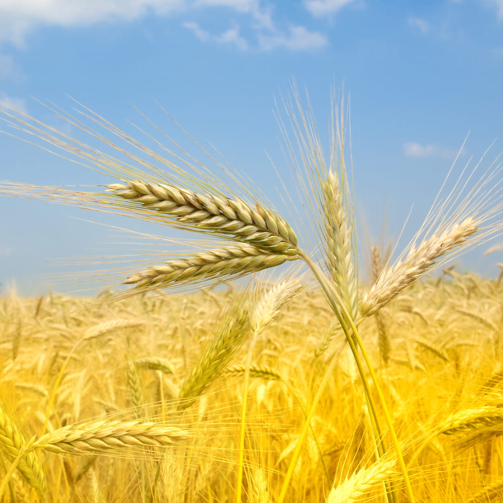 wheat