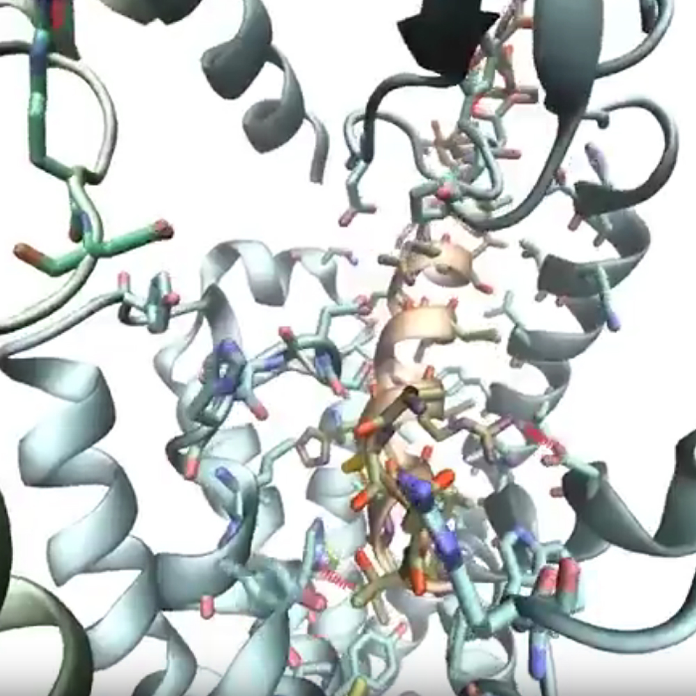 CGRP molecule with CGPR receptor